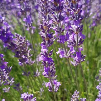 lavender