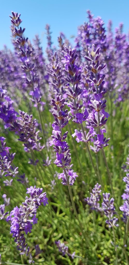 lavender